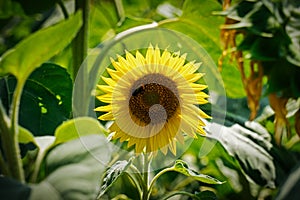 Sunflower Close Up