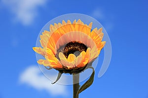 Sunflower close-up against sky