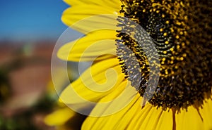 Sunflower close-up