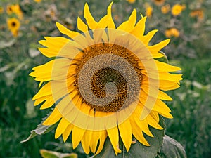 Sunflower close up, an experimental field of sunflowers in permafrost conditions photo