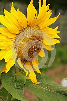 Sunflower photo