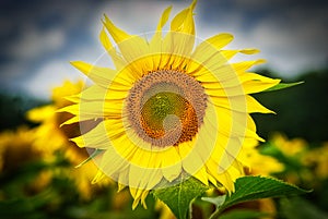 Sunflower close up image