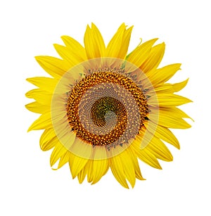 Sunflower close-up isolated on white background.