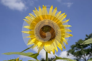 Sunflower- Close up of Maturing single flower on field