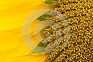 Sunflower close up