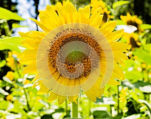 Sunflower close up of ray and disc florets and seeds