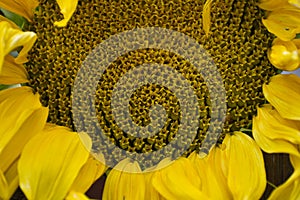 Sunflower close-up. Small flowers inside the sepals. Large yellow petals at the edges.