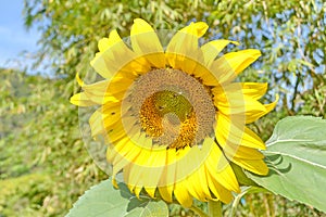 Sunflower