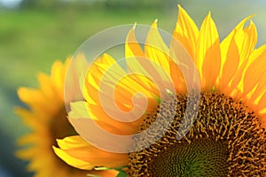 Sunflower close up. Sunflower petals pattern background. Frame composition of sunflower in crop backgrounds. Nature daisy yellow