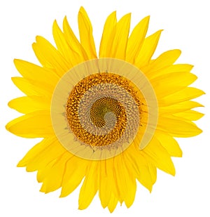 Sunflower closeup