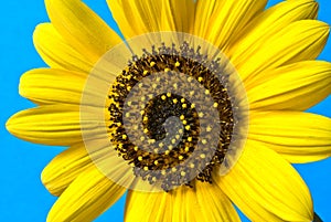 Girasole dettagliato 