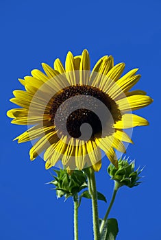 Sunflower closeup