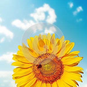 Sunflower closeup with bee on field