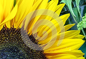 Sunflower Closeup: Details of Petals, Corolla and green Leaves in Background