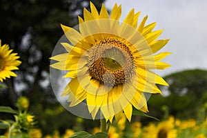 Sunflower closeup