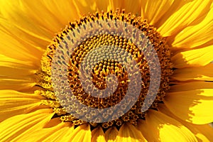 Sunflower closeup, petals, and the core