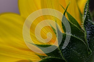 Sunflower Closeup