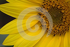 Sunflower Closeup 2