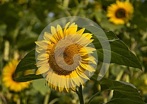 Helianthus closeup photo