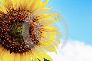 Sunflower closeup at sky