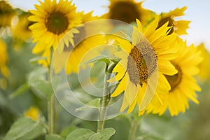 Sunflower closeup.Sunflower oil can be used to run diesel engines when mixed with diesel in the tank.