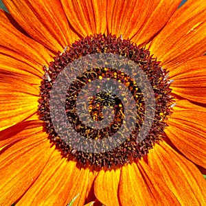 Sunflower closeup on a sunny day in summer. Big petals and blossom. Great details.