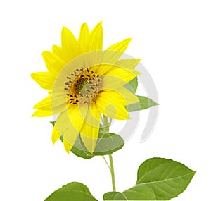sunflower closeup on white