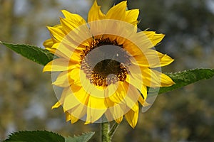 Girasole 