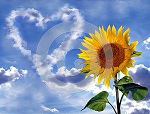 Sunflower and cloud heart