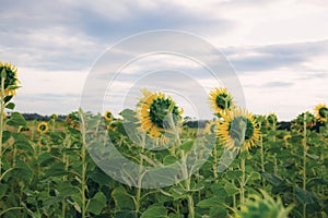 Sunflower with the cloud and sky