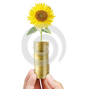 Sunflower and coins