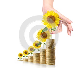 Sunflower and coins Money growth concept