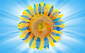 Sunflower colored as Ukrainian flag photo