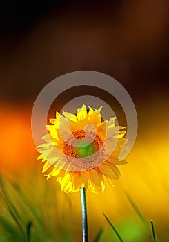 Sunflower on colorful background