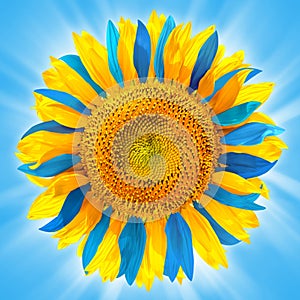 Sunflower in colors of Ukrainian flag