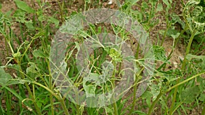 Sunflower common leaves spanish slug pest Arion vulgaris snail parasitizes on Helianthus annuus leaf vegetables, cabbage