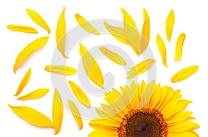 Sunflower Concept Isolated on White Background