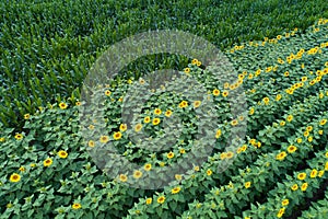 Sunflower and corn field shoot from drone