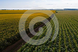 Sunflower and corn fields