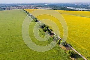 Sunflower and corn fields