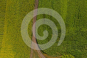 Sunflower and corn fields