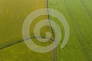 Sunflower and corn fields