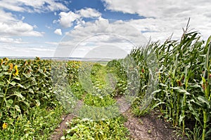 Sunflower and corn fields