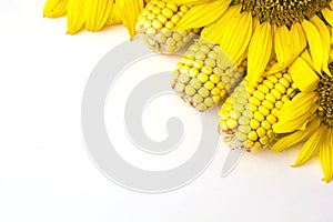 Sunflower and corn