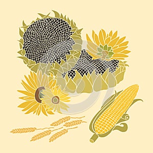 Sunflower and Corn vector greeting card on the bright background