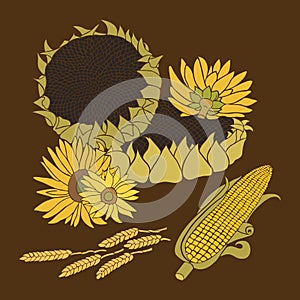 Sunflower and Corn vector greeting card on the dark background