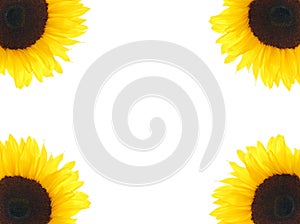 Sunflower Corners
