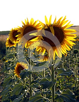 Sunflower photo