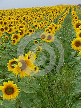 Sunflower crop