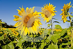 Sunflower Crop in Field